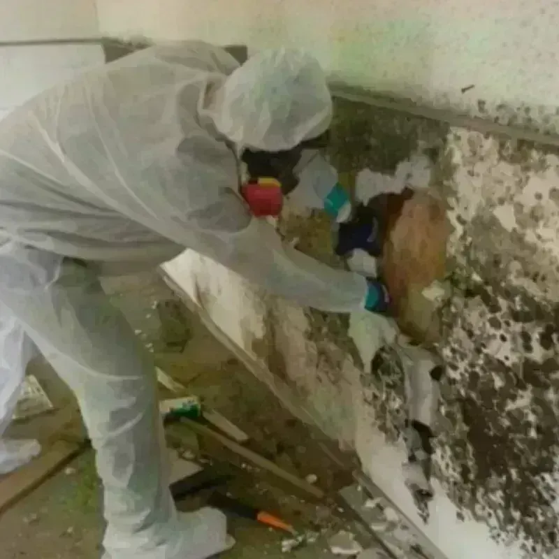 Mold Remediation and Removal in Castroville, TX